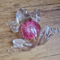 Gaïa, grenouille en résine et fleur séchée d'Immortelle rose.