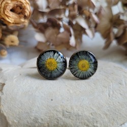 Boutons de manchette fleurs séchées de Pâquerette.